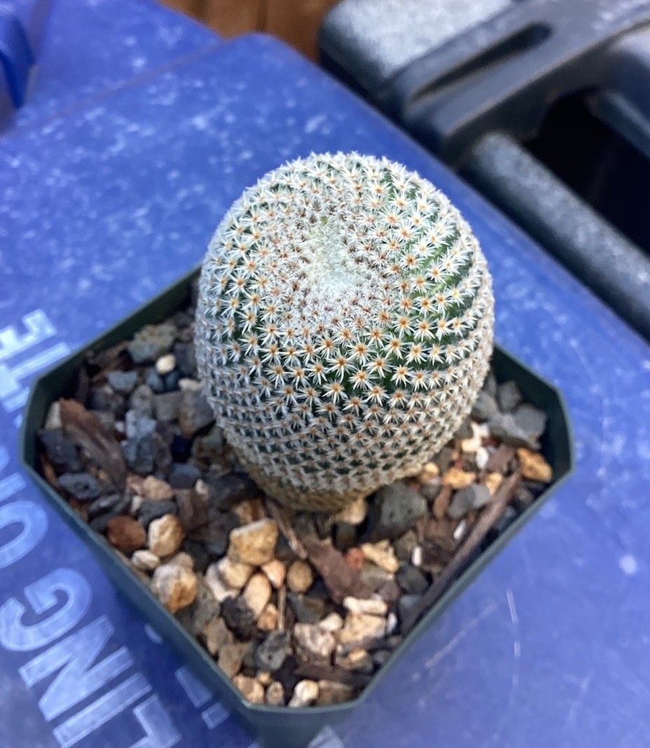 Beautiful-Mammillaria Crucigera RARE!!! Cactus (Own Roots) -Sold Potted As Shown