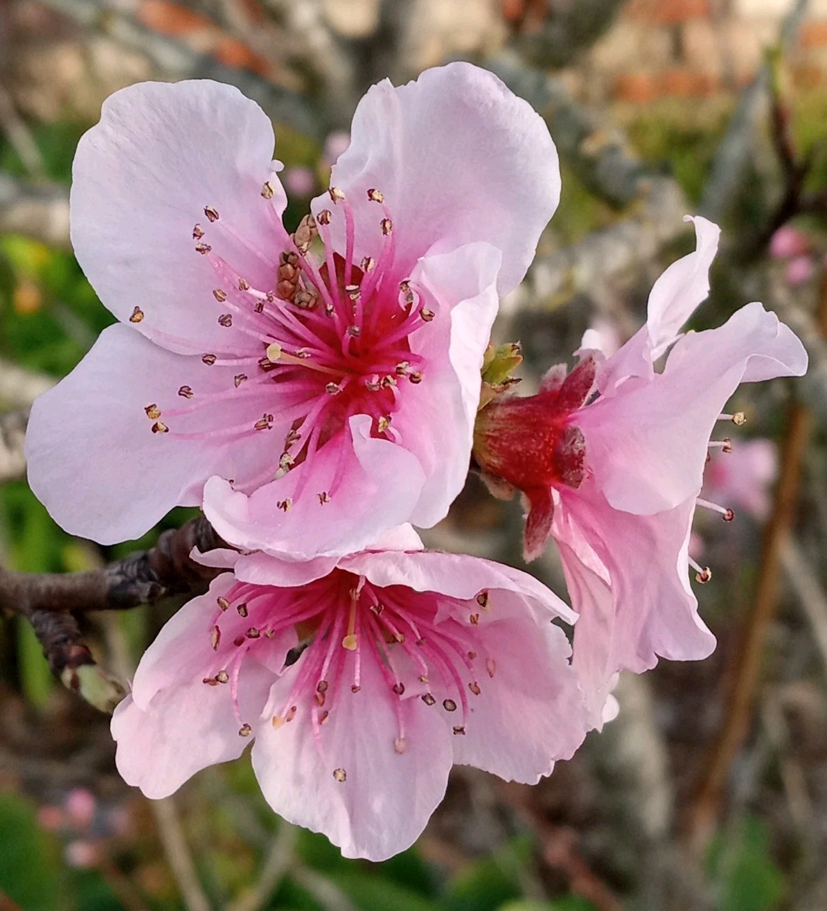 White Flesh Peach China Pearl Variety 有机白肉桃 Organic Live Fruit Tree Plant