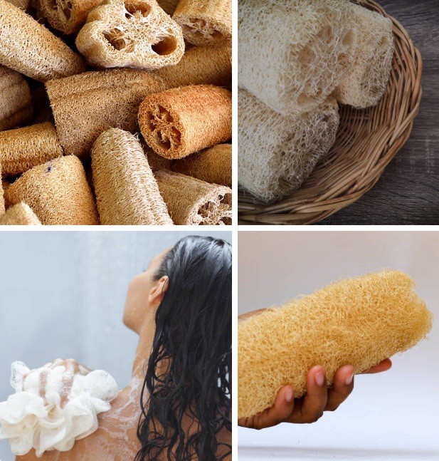 Luffa Vegetable Seeds Black Annual Climbing, Edible Fast Growing Full Sun
