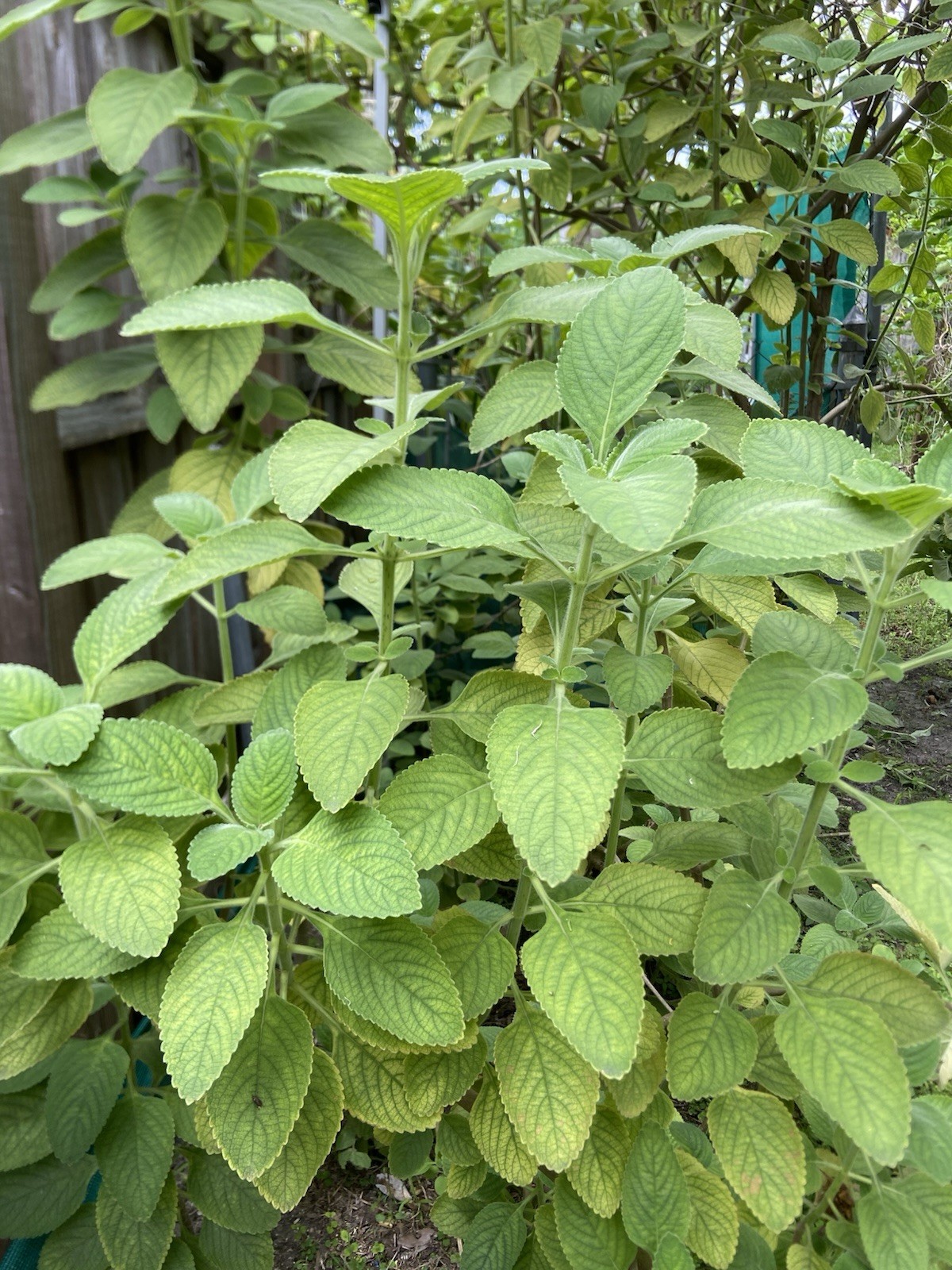 Organic Broadleaf Thyme Cuban Oregano (3) Well Rooted Cuttings Vicks Plant