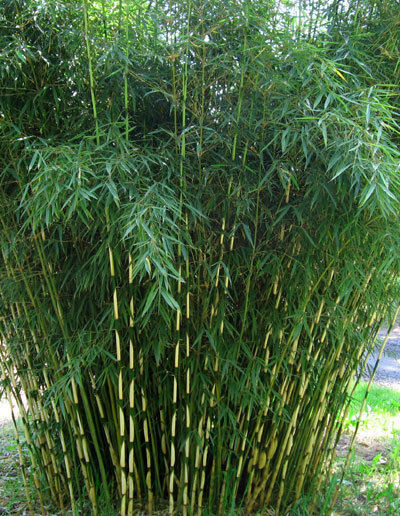 Fargesia ‘Rufa’,Sunset Glow clumping bamboo non running, great hedge or specimen