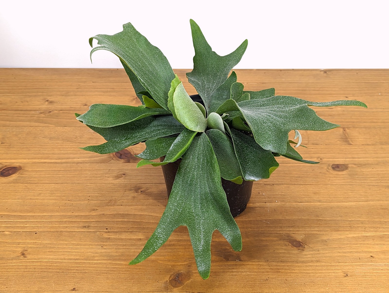 Staghorn Fern Platycerium bifurcatum Netherlands 4″ and 6″ Pots