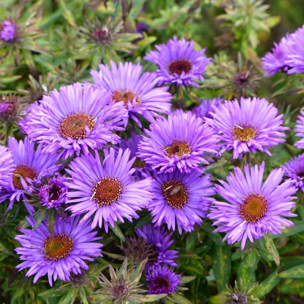 1000 Seeds Purple Aster Seeds For Planting | New England Aster Flower Seed
