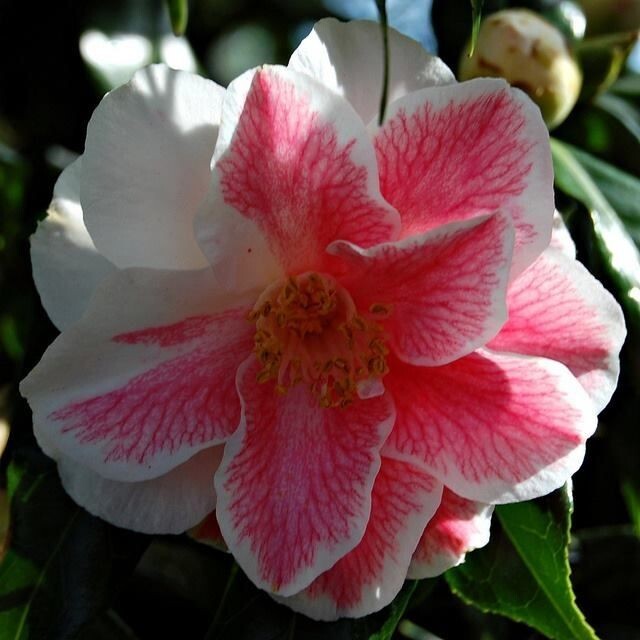 Lady Vansittart**Camellia Japonica-Live Starter Plant -Highly Variable Blooms!