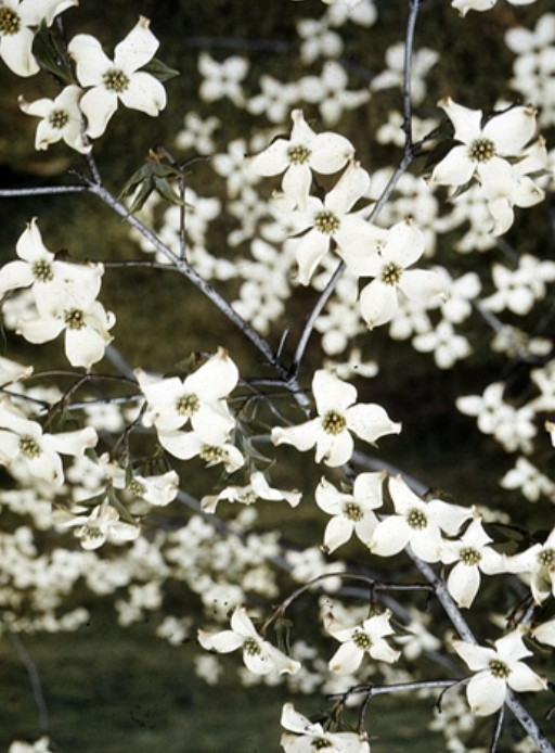 2 Live White Dogwood Tree – Cornus florida – 6–8” Tall – Deciduous Tree