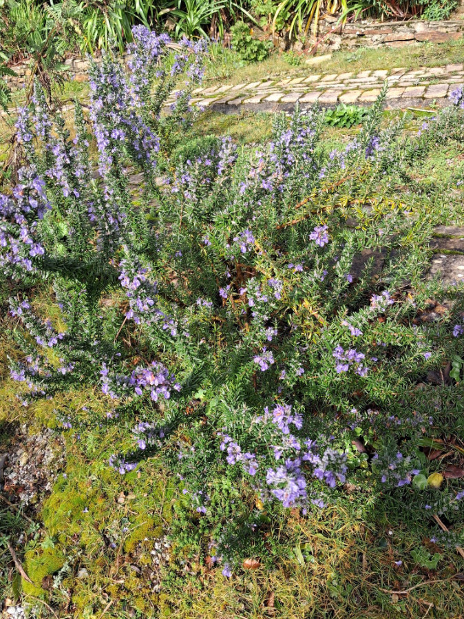 3 Tuscan Blue Rosemary Plants Live, 3–5″Tall, Evergreen Garden Herb, Ship No Pot