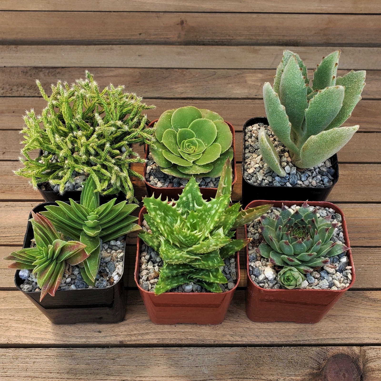Green Garden 2-Inch Succulents (4-Pack) cactus Cacti Succulent real live plant