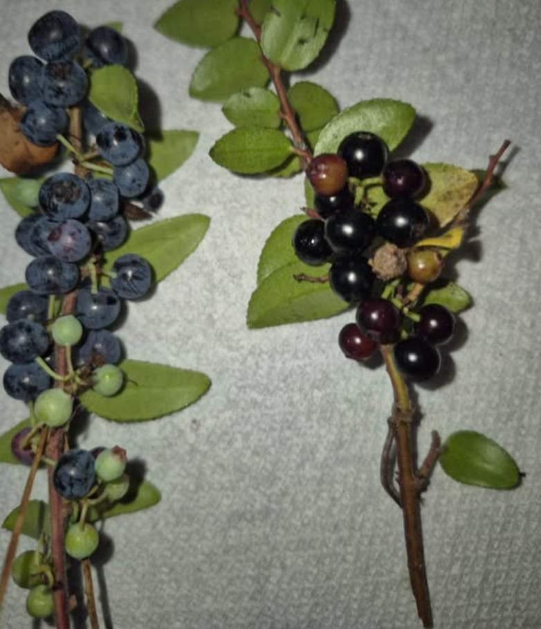 Live Huckleberry Plant, Vaccinium ovatum, 1-2″ Tall in 1,5″ pot, Edible Berries