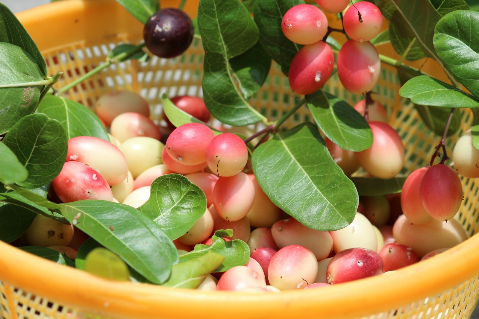 10 seeds -Carissa carandas – Bengal Currant -See Full description Below