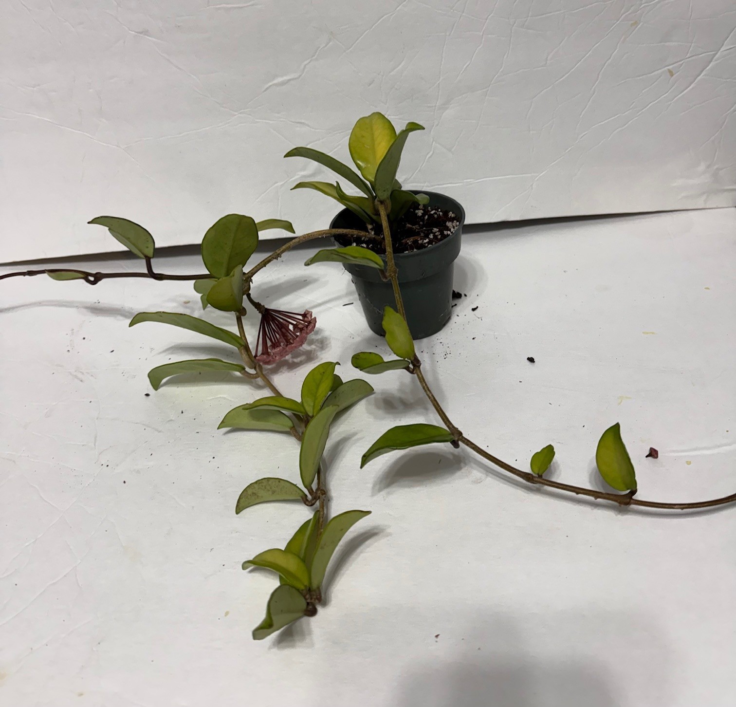 HOYA CARNOSA 4″-#20 with 1 budding flower