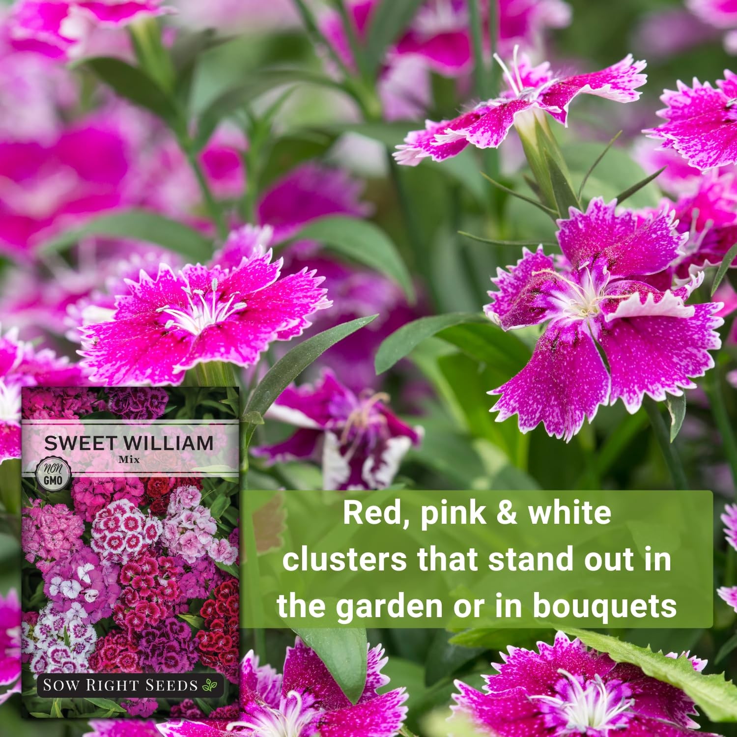 Sow Right Seeds – Sweet William Mix Flower Seeds for Planting – Beautiful and Ed