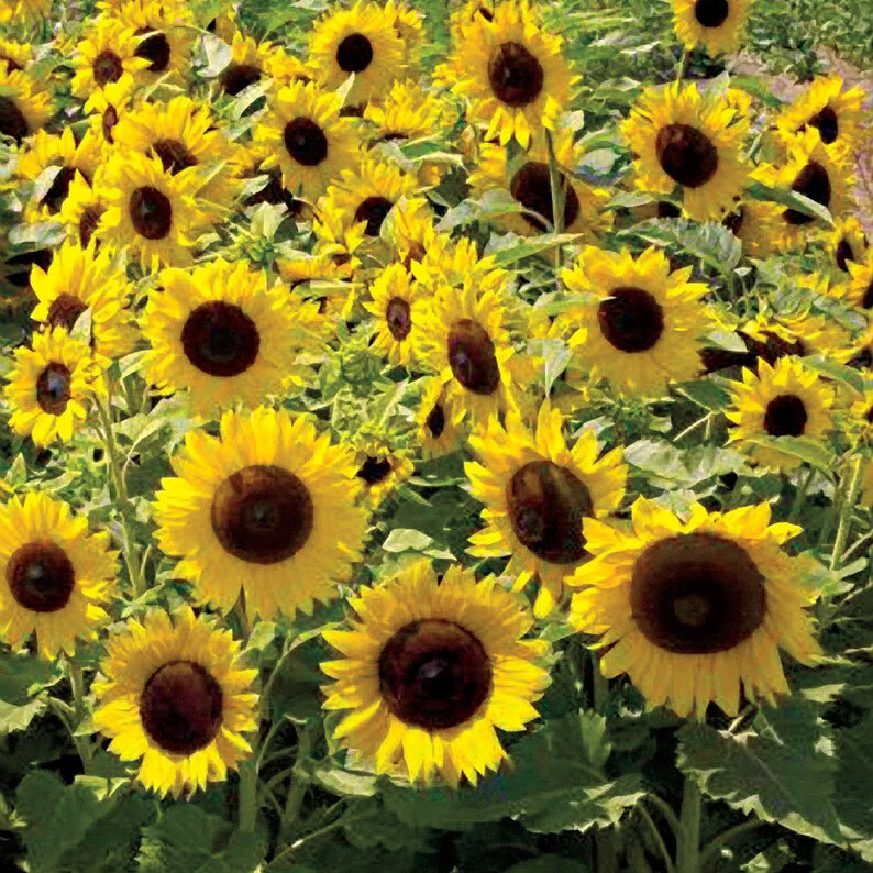Dwarf Sunspot Short SunFlower 60+ Seeds~from “My Brooklyn Botanical Garden Club”