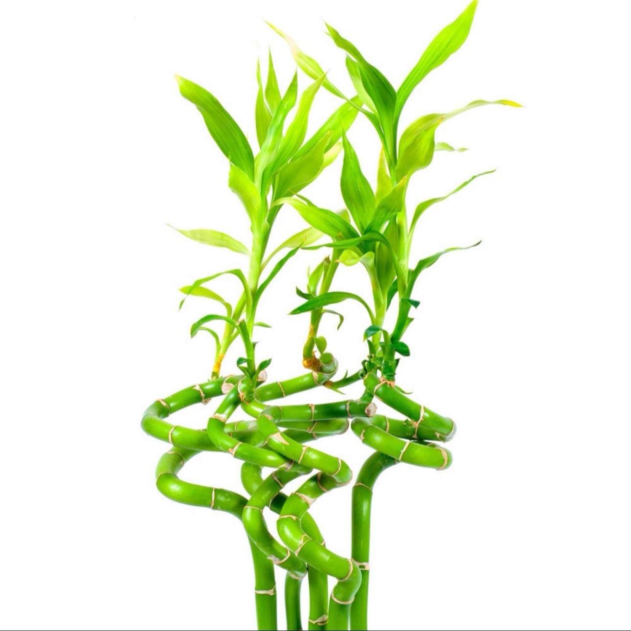 Lucky Spiral Bamboo 13in | Feng Shui