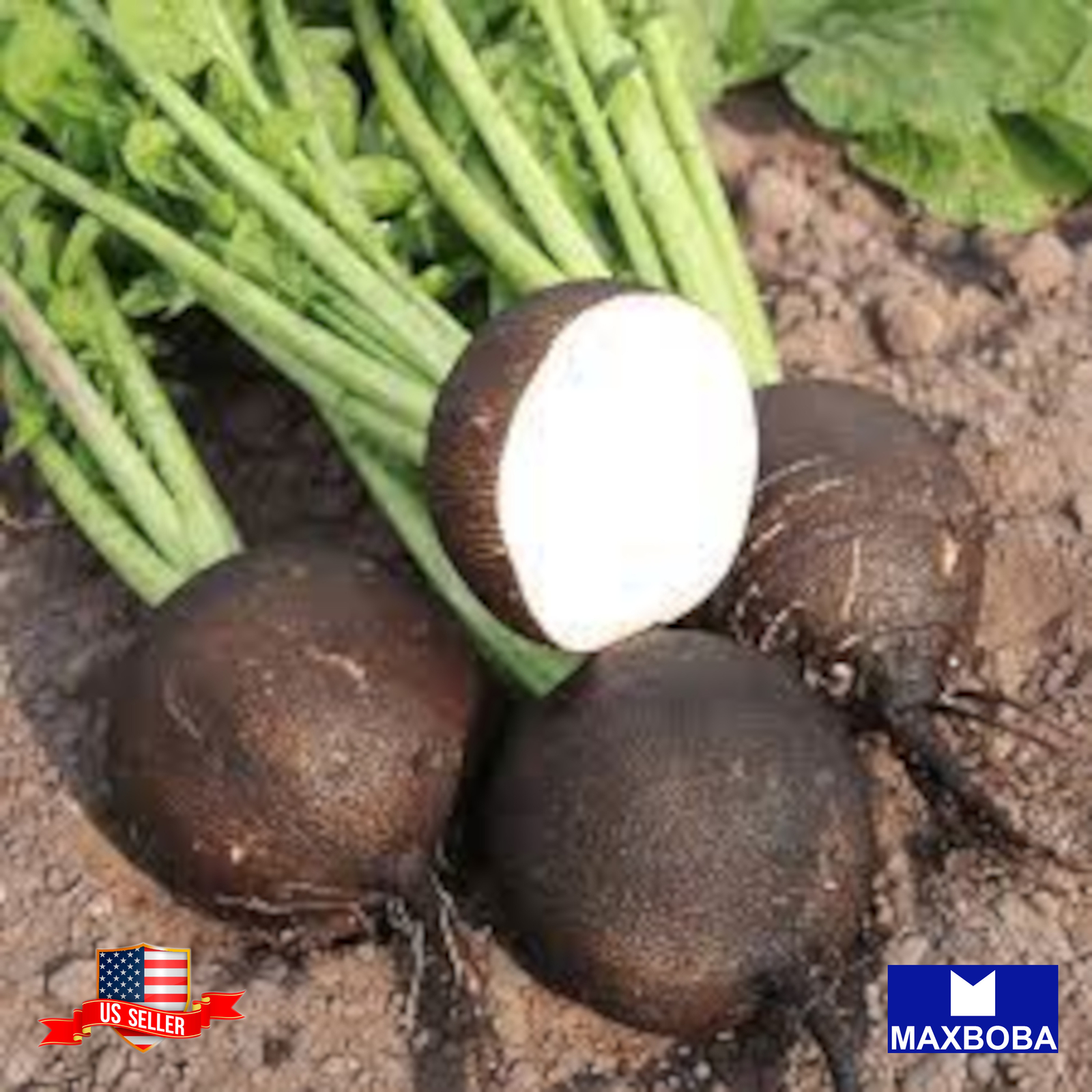 Radish Seeds Black Spanish Round Organic Non-GMO Heirloom