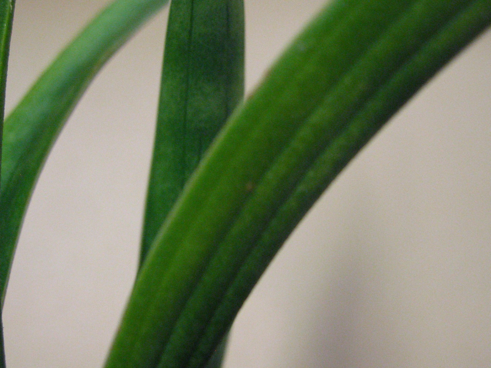 Sansevieria zeylanica (GC 81-37) —- Very Rare Succulent