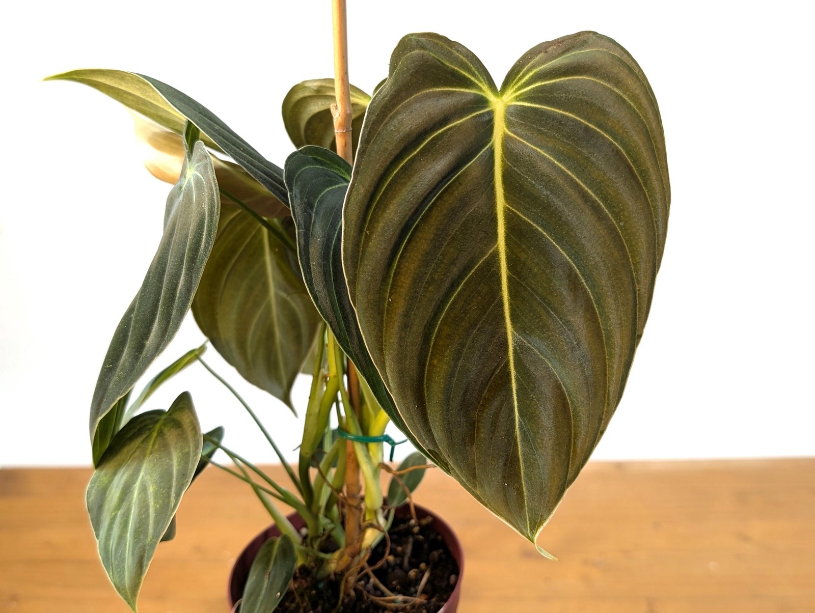 FULL & LARGE Philodendron Melanochrysum 2+ Plants per Pot – 4 Inch Pot