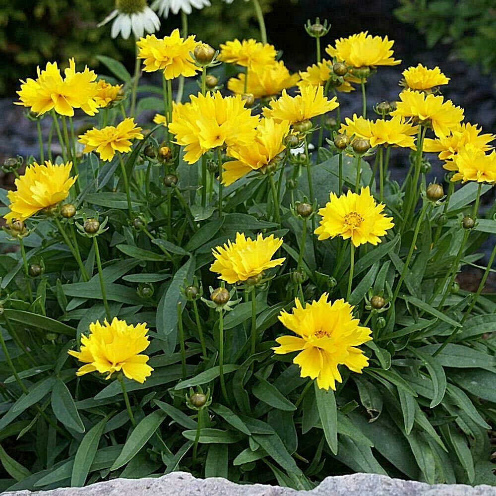 COREOPSIS GRANDIFLORA 55 Tick Seeds My “Brooklyn’s Botanical Garden Club”