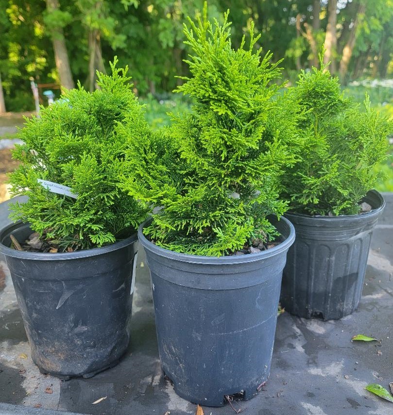 Dwarf Hinoki Cypress ( nana gracilis ) – Live Plant – ( 2.5 QT )