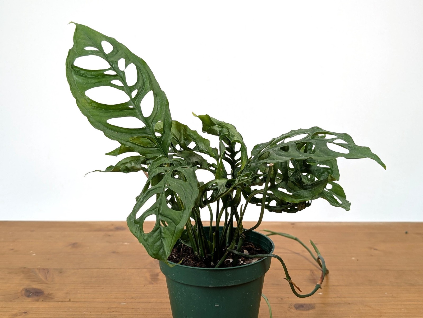 Stunning Monstera Obliqua Peru in 4 inch pot – Live Rare Tropical Aroid Great