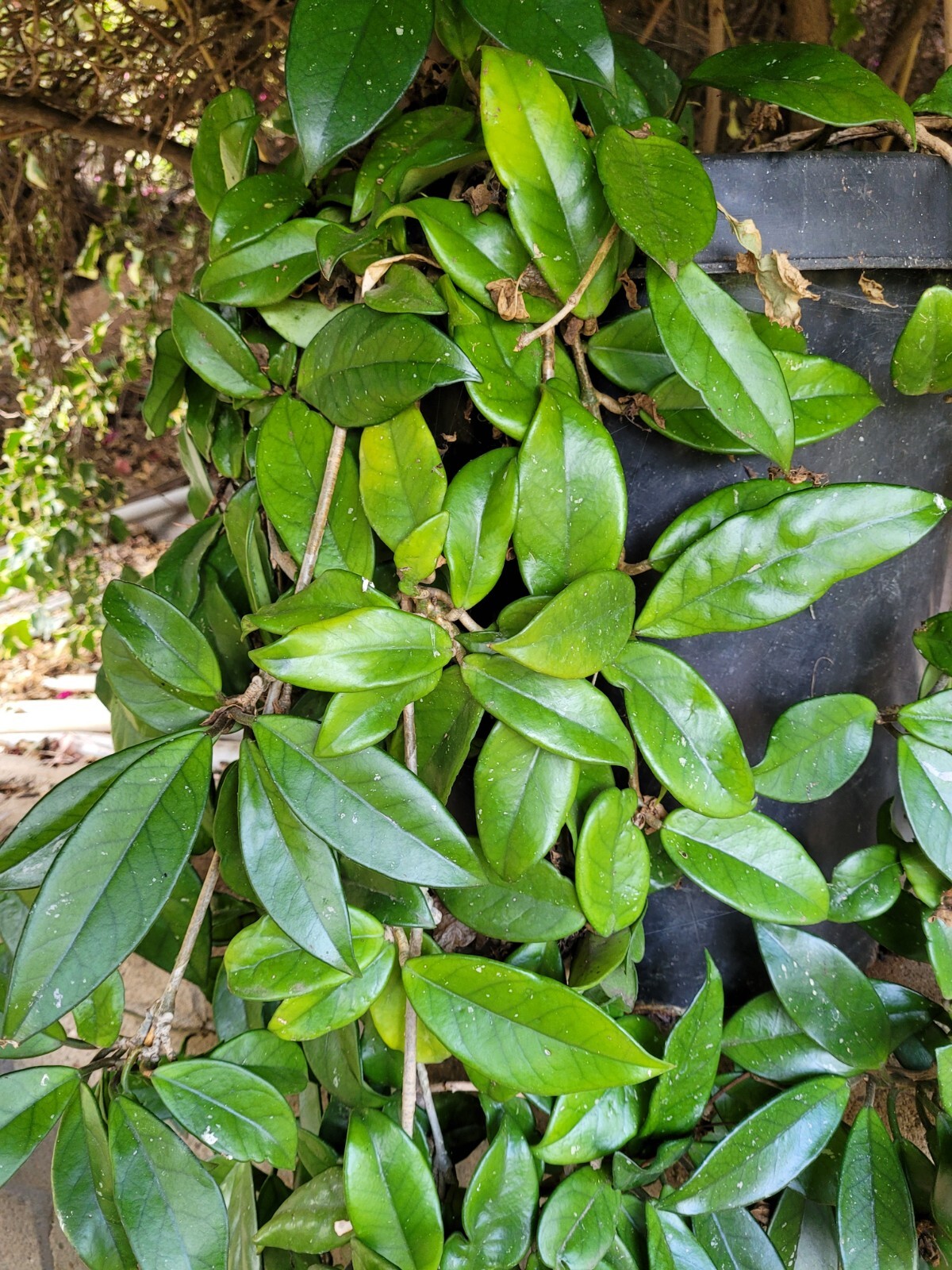 Hoya Carnosa Almost 5 Feet Tall – Super Healthy!!!