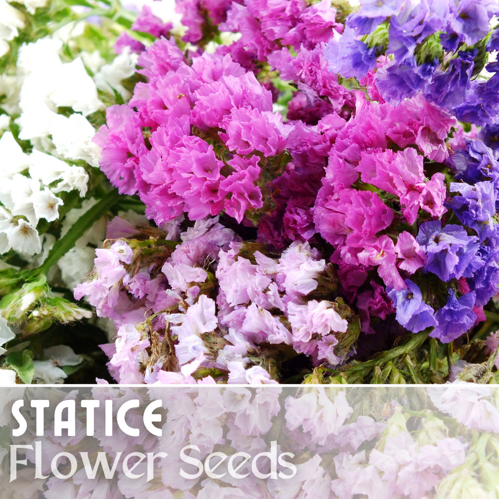 Statice Seeds – 85 Seeds – Garden Bloom Flower Seed Flowers Garden Limonium