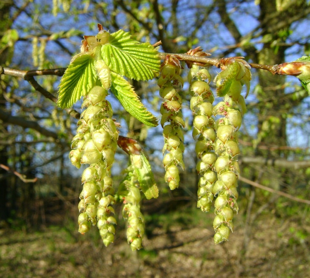 20 EUROPEAN HORNBEAM SEEDS – Carpinus betulus