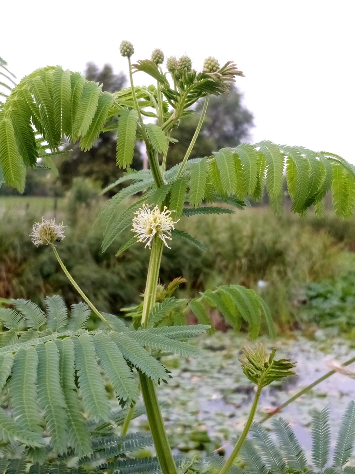 Legume and Grass Companion Plant Mix – Acacia, Desmanthus, Phalaris