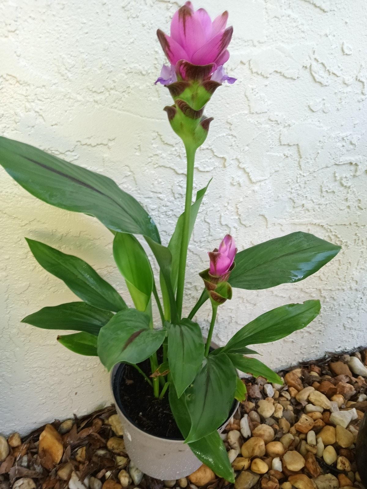 Curcuma Alismatifolia Plant -BAREROOT Large PINK Siam Tulip -Ginger Curcuma Live