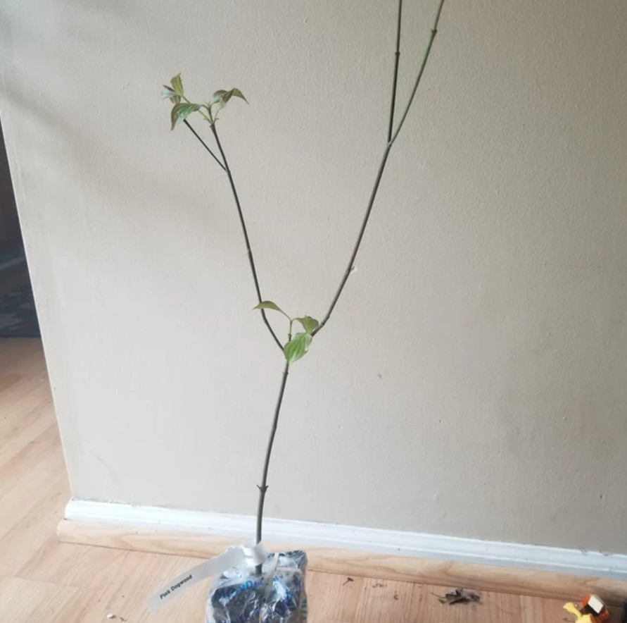 Pink Dogwood – Live Tree in Quart Pot (10–18″ Tall)