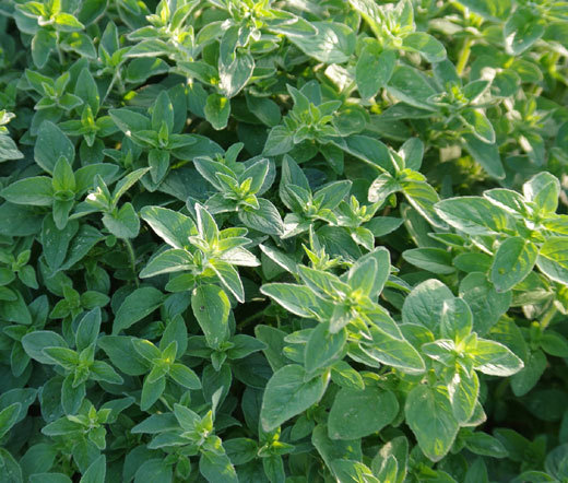 OREGANO ITALIAN Origanum Vulgare – 100 Bulk Seeds