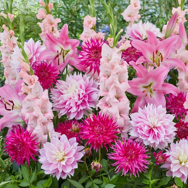 All-in-One Flower Bulb Garden Kit – 24 Mixed Bulbs – Dahlias, Gladiolus, Lilies