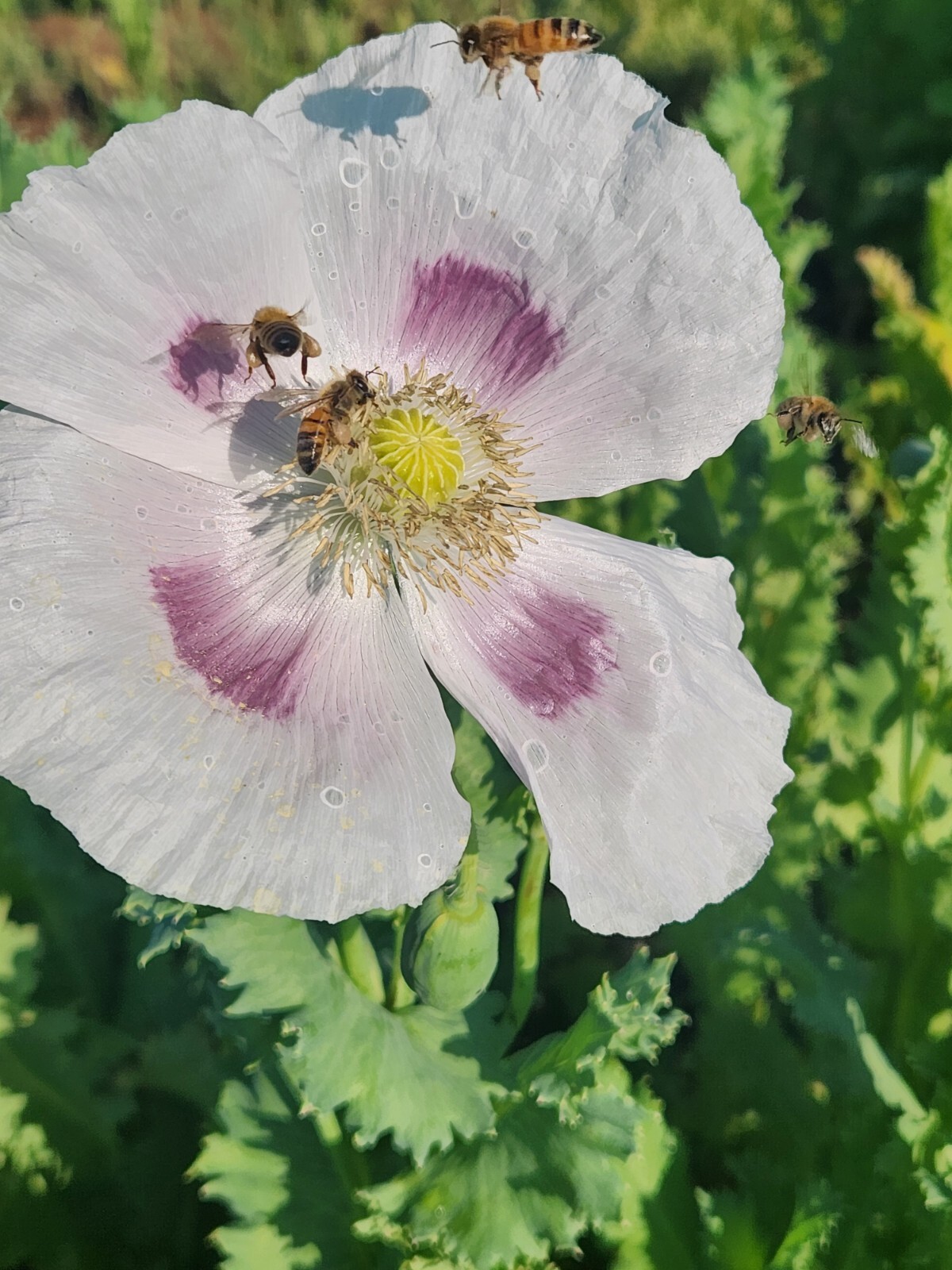 Izmir Poppy Mystery Mix Papaver Somniferum