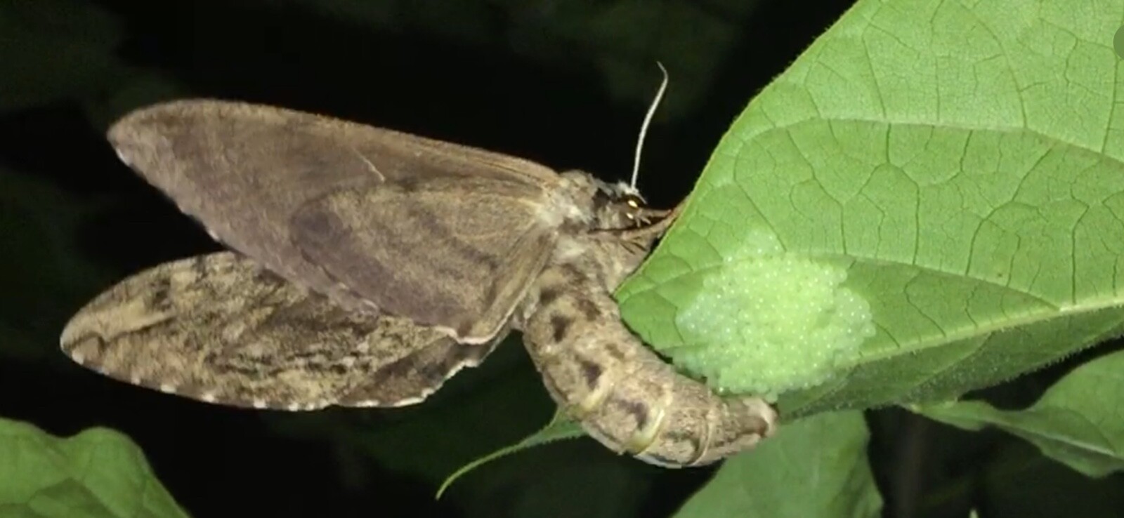 Catalpa, Southern Catalpa Tree Seeds, (For Raising Catalpa Worms) Catfish Candy