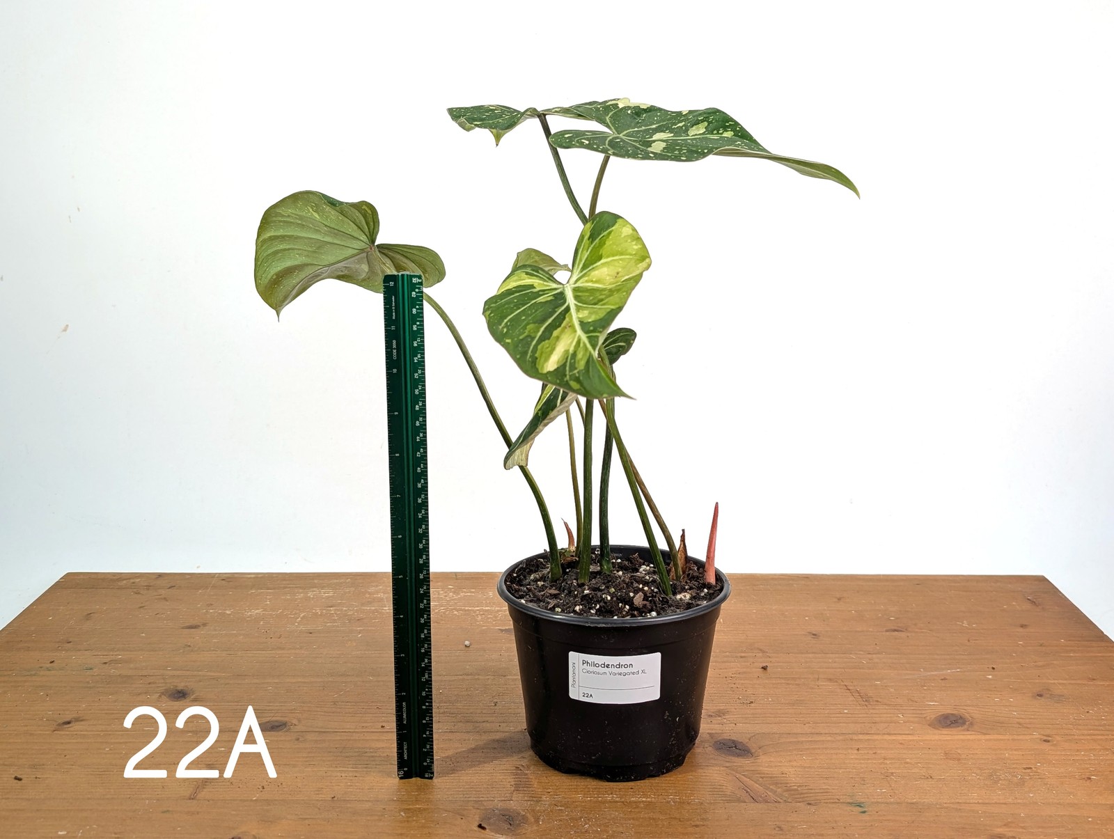 Philodendron Gloriosum Variegated – Multiple Exact Plants 6″ Pots