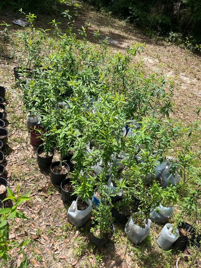 Peach Tree – Live Plant – Prunus persica ‘ Common / Grandfather ‘