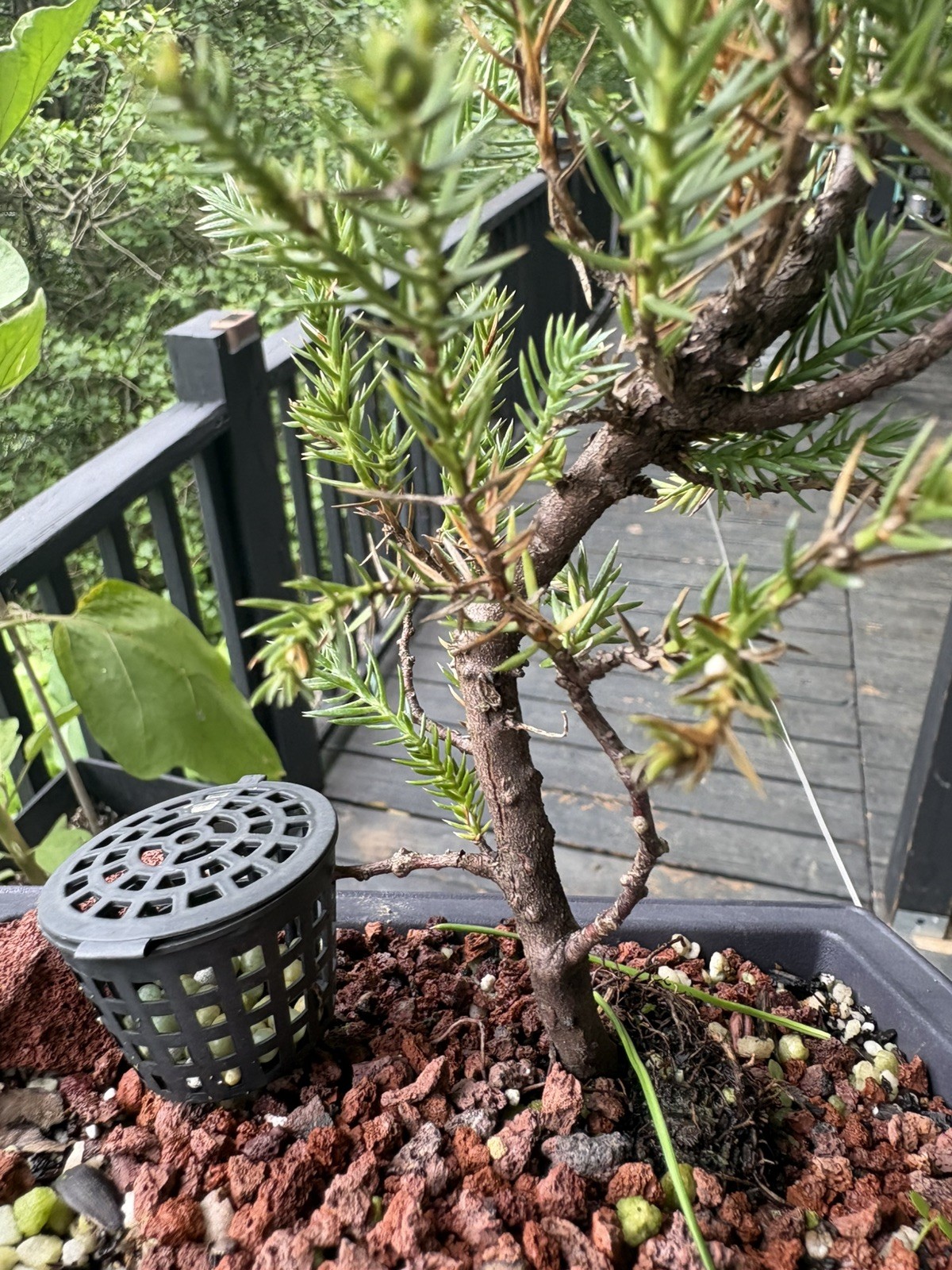 Bonsai Tree San Jose Juniper In 6.5” Training Pot #001 “Excellent Gift”