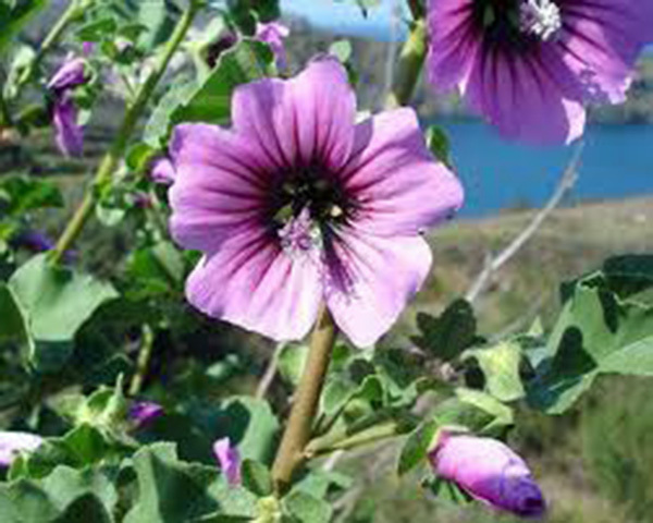 ROSE MALLOW, 25+ SEEDS, BEAUTIFUL BRIGHT ROSE FLOWERS, FLOWER, GARDEN