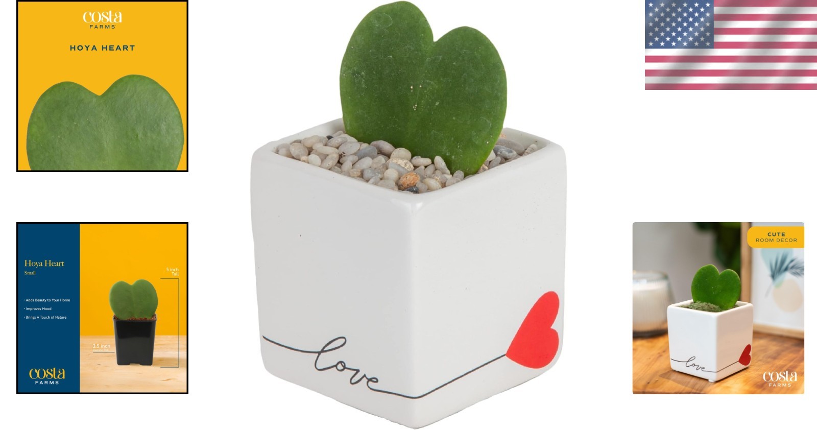 Unique Heart-Shaped Hoya, Great Gift for Any Occasion//^-