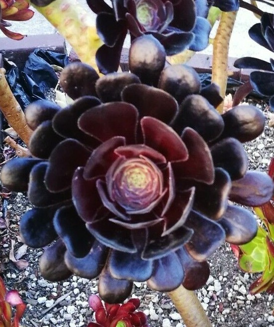 BLACK ROSE Deep Dark Purple Aeonium Arboreum Zwartkopf Succulent 1 cutting