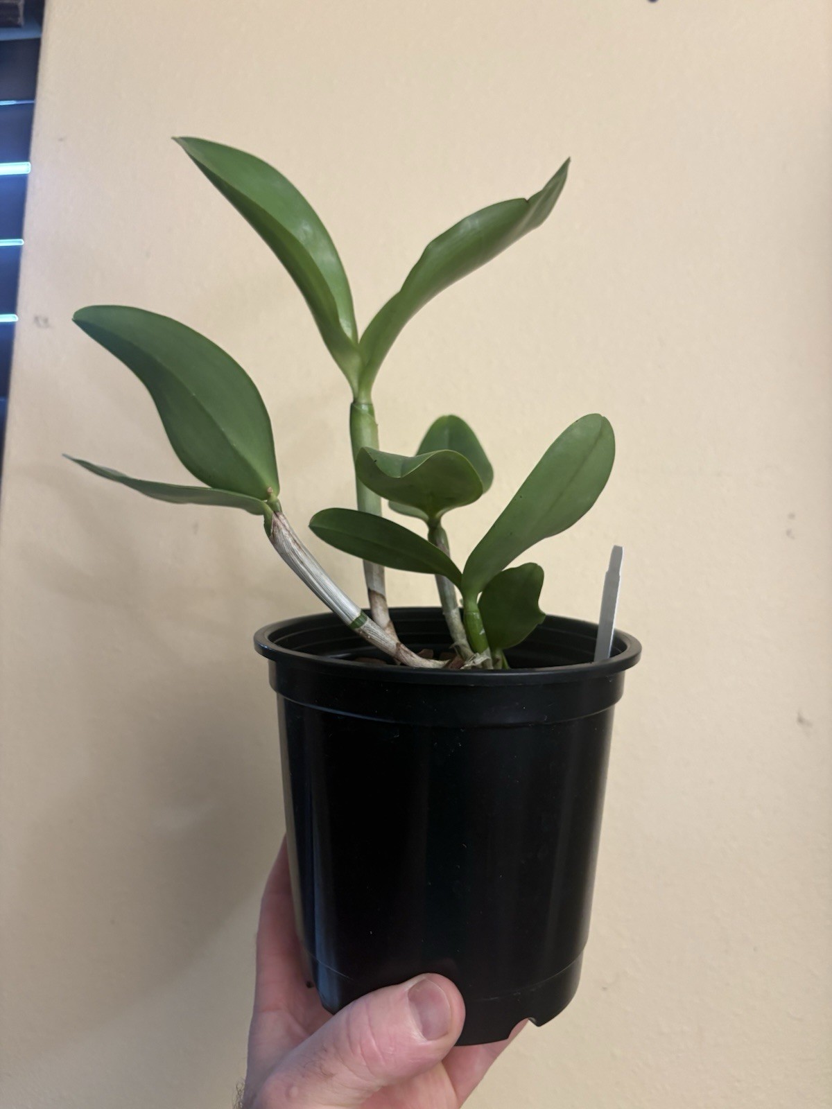 Cattleya amethystoglossa var. coerulea – Orchid Species – RareForm – 5″ Pot