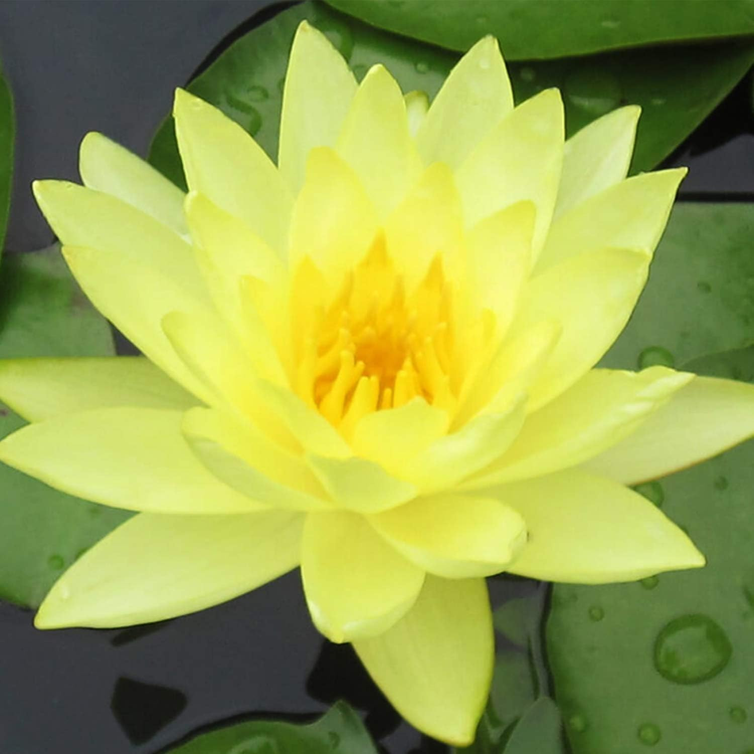 Pre-Grown Hardy Water Lily Tuber (Top 4 IWGS Award) Aquatic Pond Plant Garden As