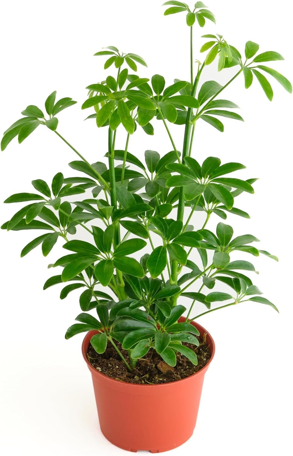 Heptapleurum Arboricola, Live Indoor Plant, Low Maintenance Dwarf Umbrella Tree,