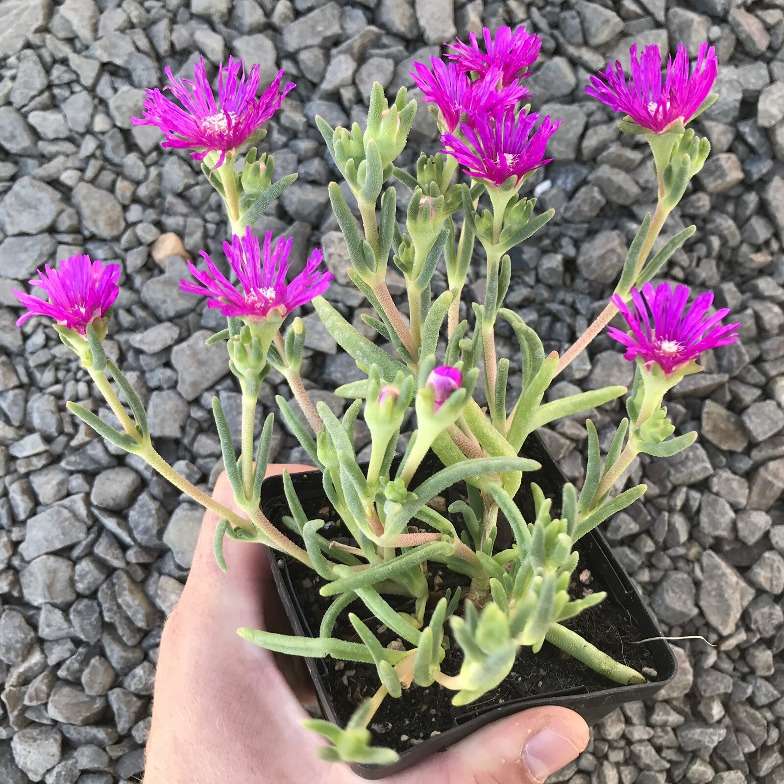 Ice Plant Delosperma cooperi 15 Plants in 3-1/2 inch Pots