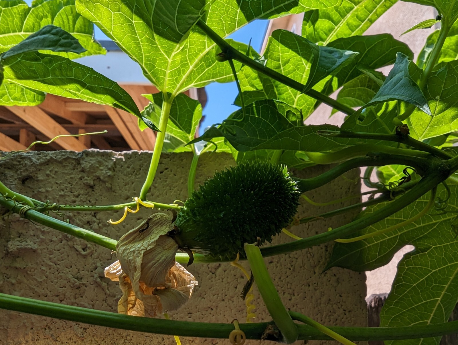 Dec 2025 Harvest | 10 Gac Fruit Seeds | Momordica Cochinchinensis | Hạt Trái Gấc