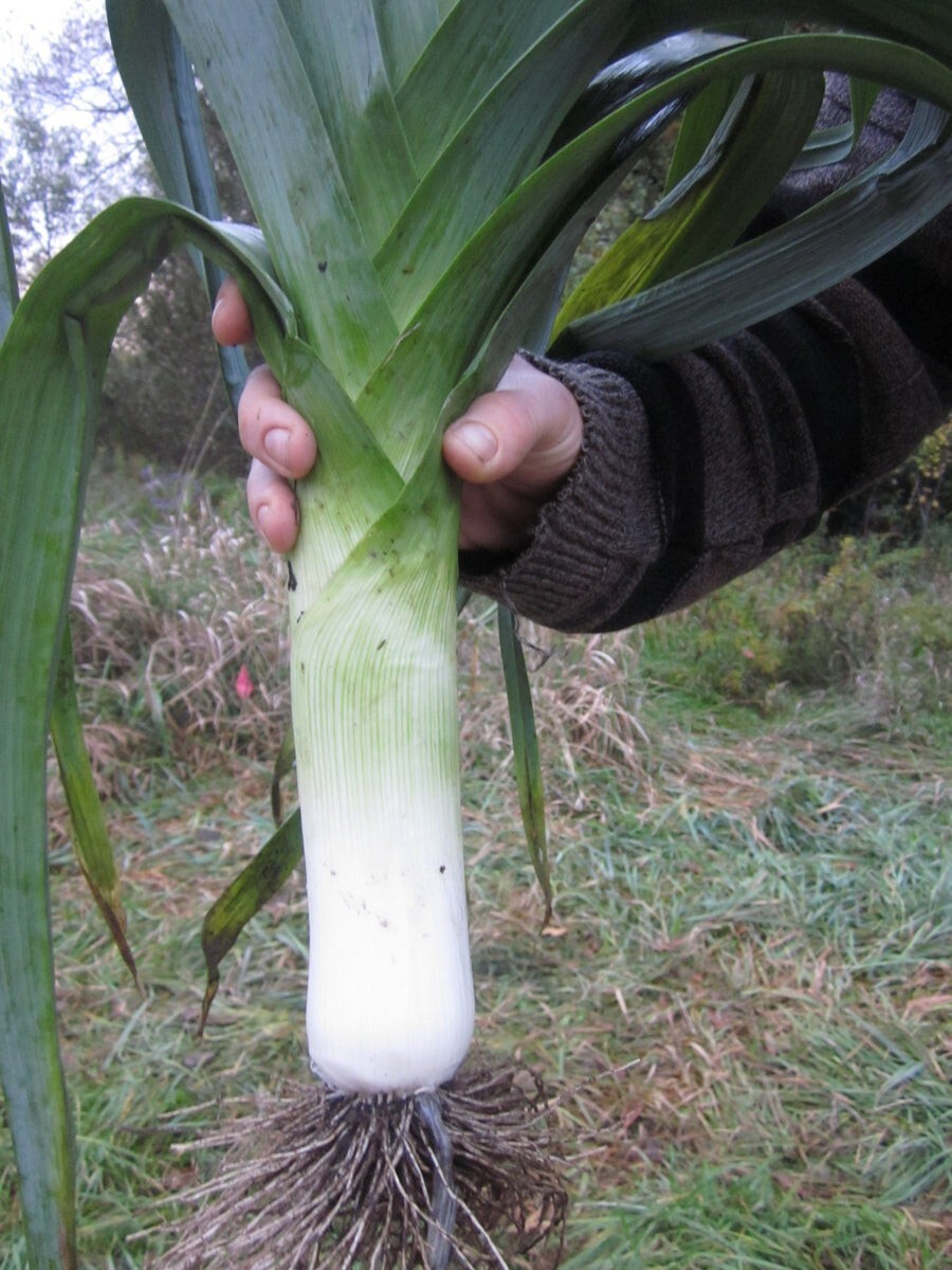 250 Organic Non-GMO Giant Mussleburgh Leek Seeds- Seeds Of Tomorrow