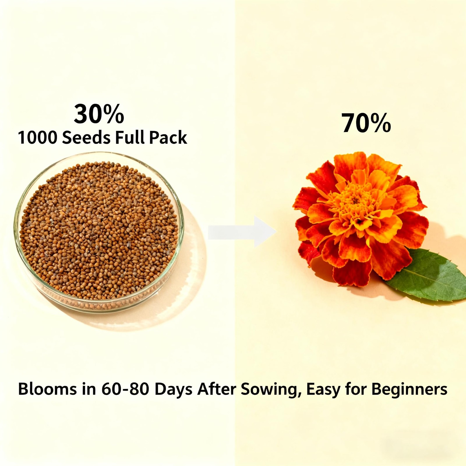 1000+ Marigold Seeds for Planting, Mixed Color Mix