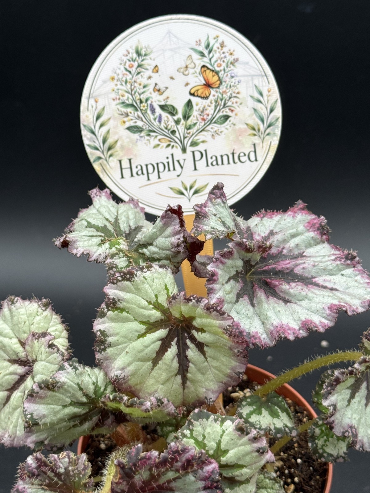 Begonia Strawberry Shortcake – 4″ Pot Live Plant – Free Shipping