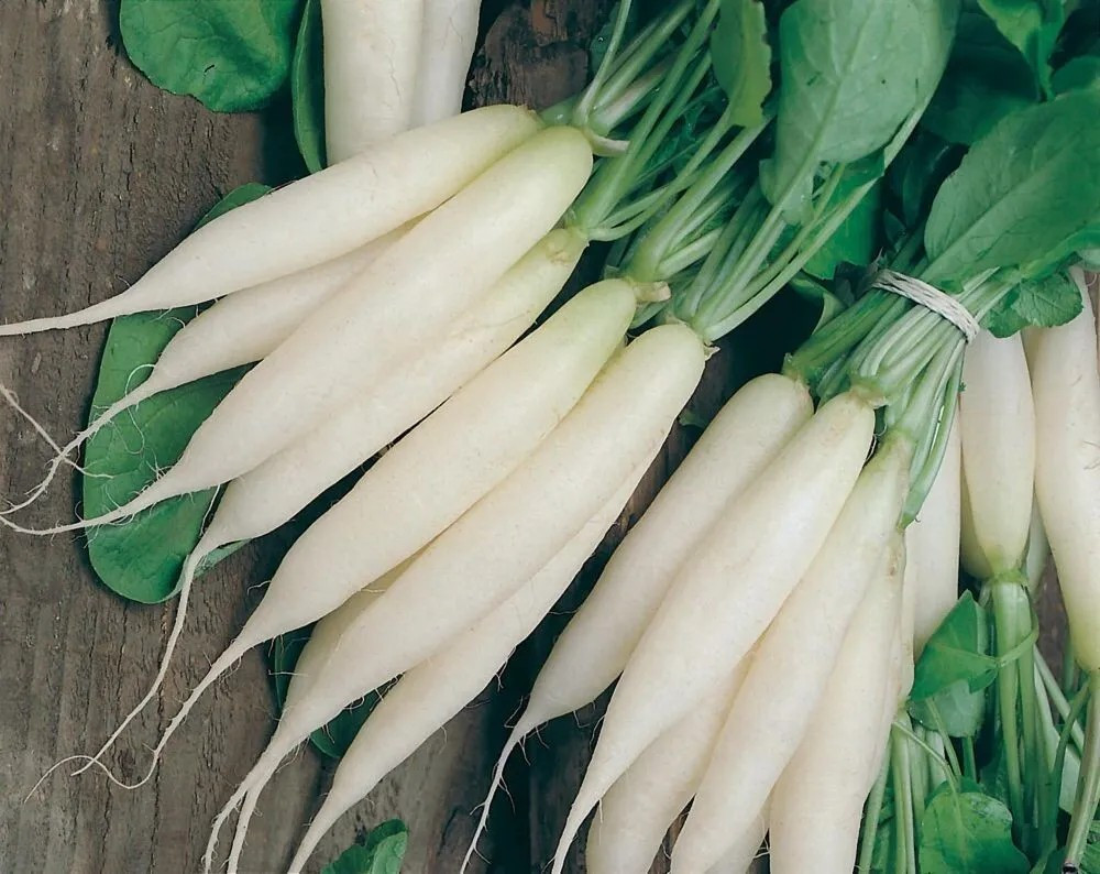 100+ White Icicle Radish Seeds – Heirloom – Organic – NON GMO — FRESH — RARE