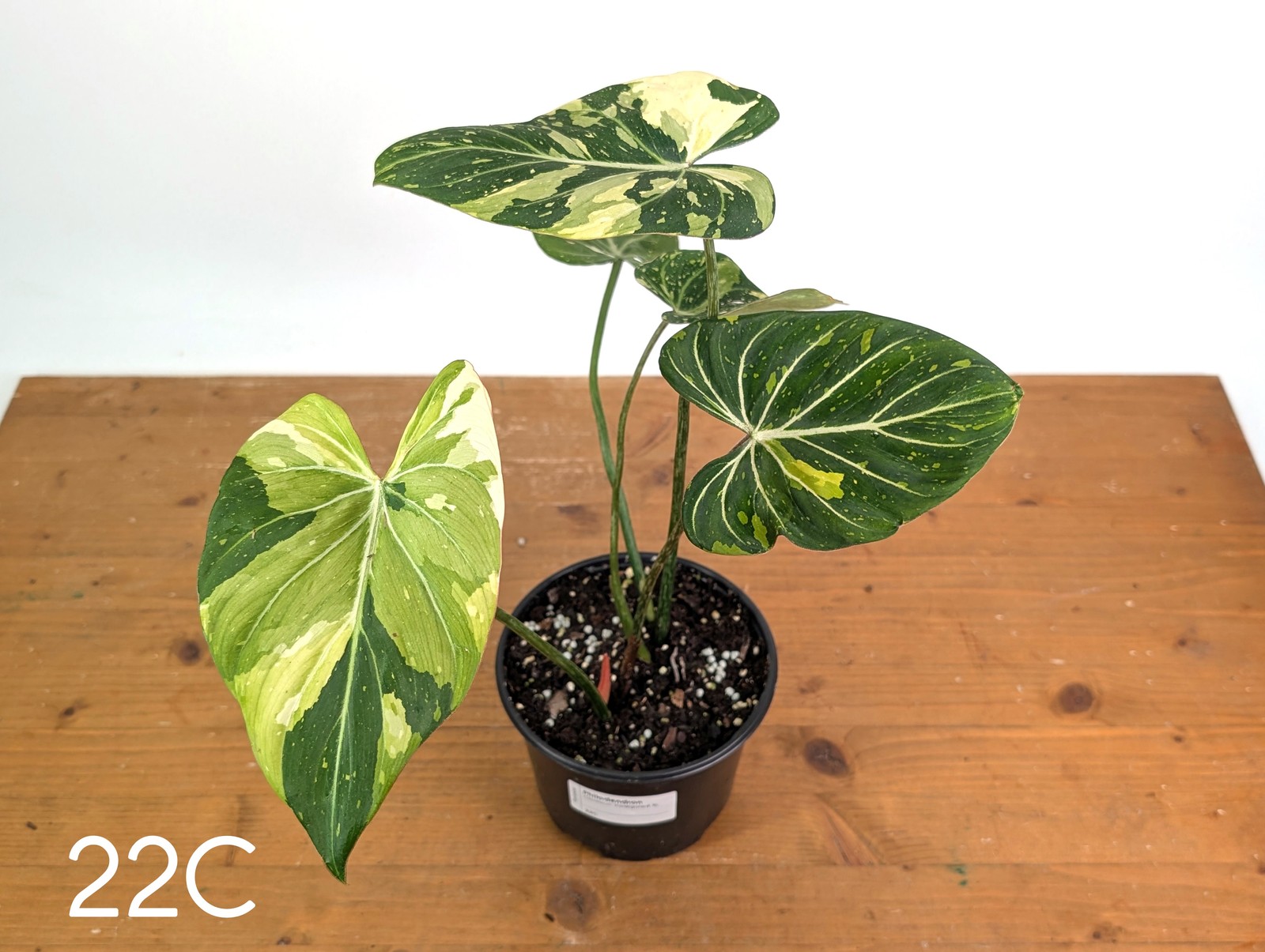 Philodendron Gloriosum Variegated – Multiple Exact Plants 6″ Pots