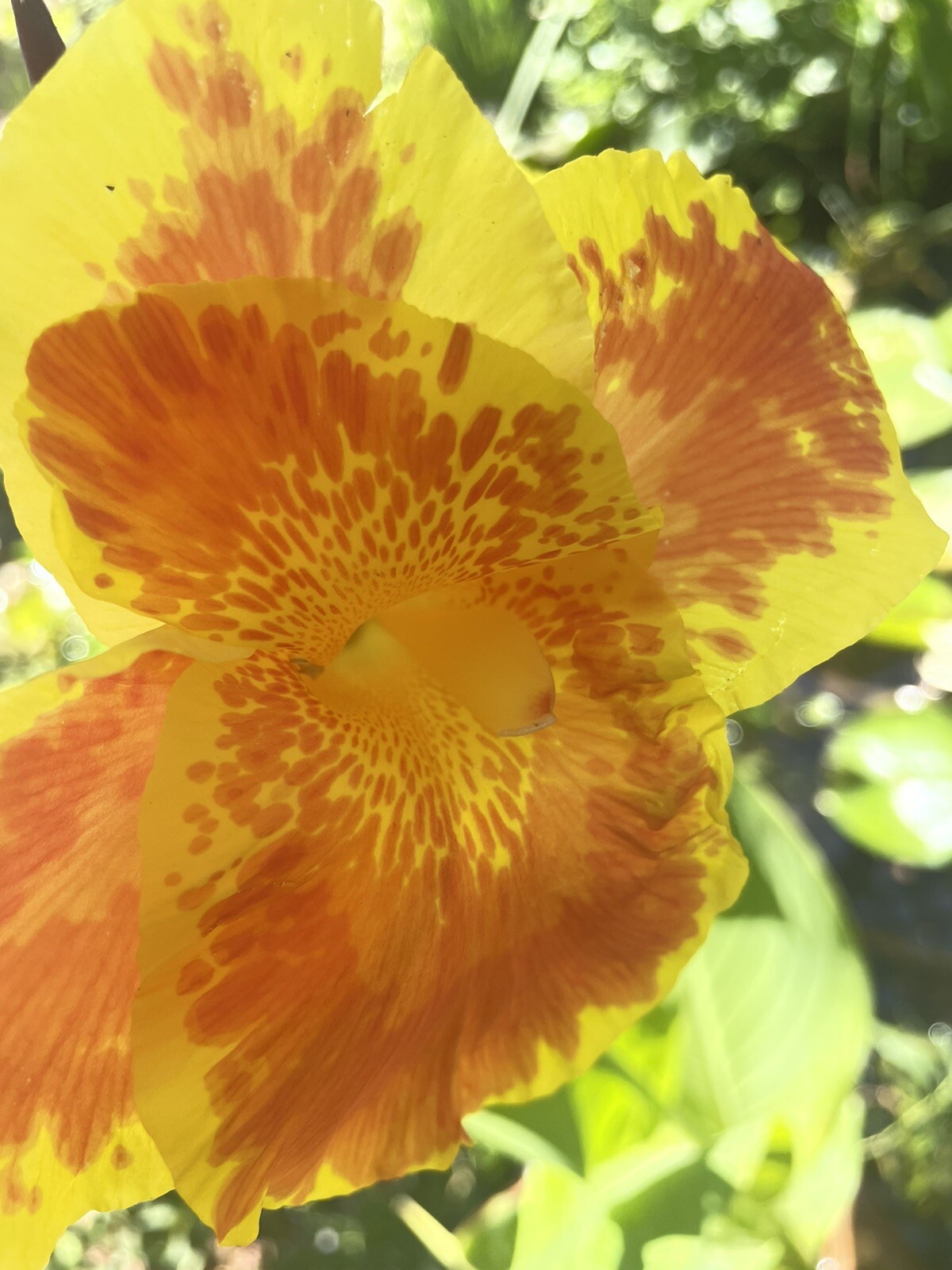 Orange /yellow Canna Lily King Humbert bog pond plant (not just a rhizome)